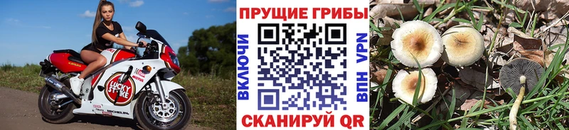 Галлюциногенные грибы прущие грибы  Нурлат 